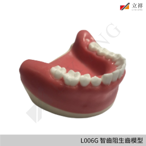 L006G 智齒阻生齒模型