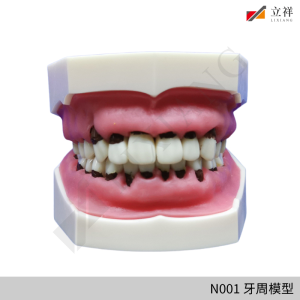 N001 牙周模型