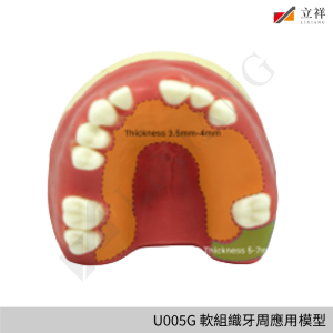 U005G 軟組織牙周應用模型