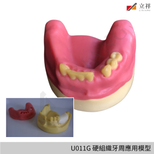 U011G 硬組織牙周應用模型