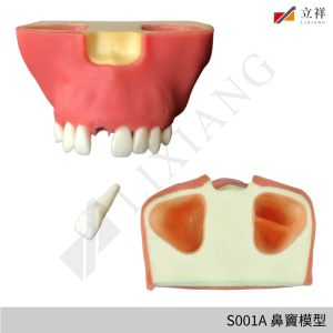 S001A 鼻竇模型