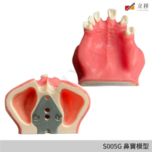 S005G 鼻竇模型